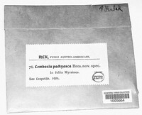 Image of Lembosia pachyasca